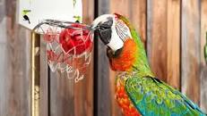 Picture of a parrot slam-dunking a miniature basketball into a miniature basketball hoop